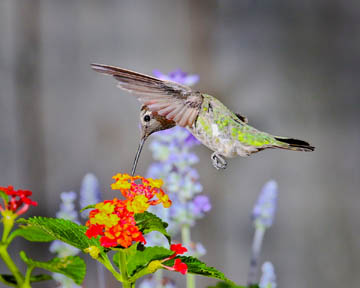 hummingbird feeding at yellow and red flowers