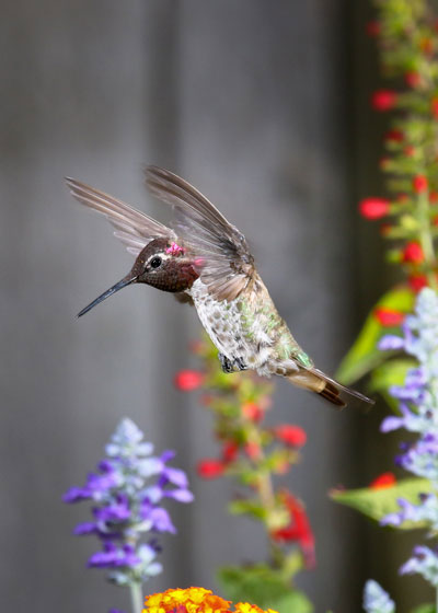 hummingbird photo from Mark's "Best of 2015" Collection