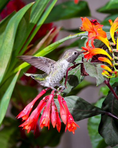 hummingbird photo from Mark's "Best of 2015" Collection