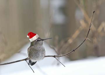 hummingbird with santa hat